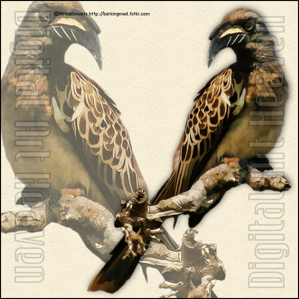 AfricaSunsets-Wild Birds 1